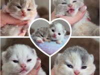 Wunderschönes BKH Kitten ( Glückskätzchen) Papa Gr. Int. Champion