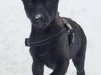 Marxdorfer Wolfshund Welpen