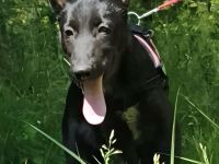 Marxdorfer Wolfshund Welpen