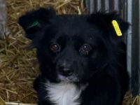 Zelda, unsichere, defensive Hündin, die erfahrene Menschen mit Zeit und Geduld braucht, 5J, 40 cm