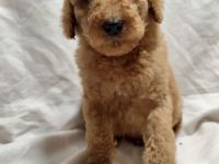 Königspudelwelpe in Red Fawn mit Ahnentafel