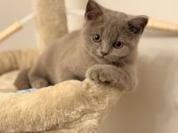 Liebevoller junger Kater sucht neues Zuhause 🐾