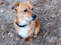 Milo in 88639 Wald sucht sein Für-immer-Zuhause