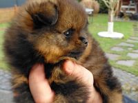 Pomeranian Welpe
