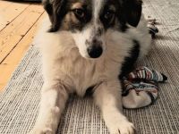 Pünktchen auf Pflegestelle in 67550 Worms sucht ihr Für-immer-Zuhause