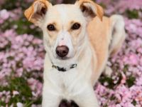 Monty in 40223 Düsseldorf sucht sein Für-immer-Zuhause