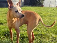 Mogli in 51503 Rösrath sucht sein Für-immer-Zuhause