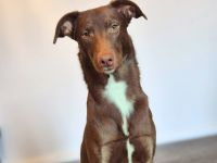 Skadi in 23845 Borstel sucht ihr Für-immer-Zuhause