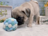 Entzückende, 12 Wochen alte Mops-Welpin sucht ein liebevolles Zuhause.