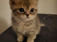 Zauberhafter  baby schmuse Katerchen