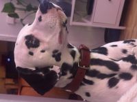 Dalmatiner 8 Monate alt