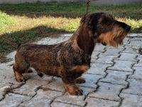 1,5 Jahre alter Dackel