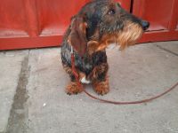 1,5 Jahre alter Dackel