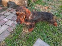 Dackel männlicher Hund