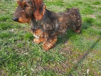 1,5 Jahre alter Dackel