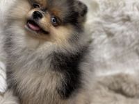 Zwergspitz Pomeranian Welpen weiblich schwarz & Black Merle Tan mit Ahnentafel