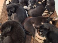 Verspielte Husky - Jagdhund Mischlingswelpen