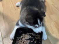 Welpen Shiba Husky