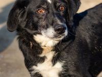 Szerenke, liebe ruhige Hündin sucht ein liebevolles Zuhause