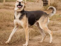 Fitos, der Gute-Laune-Bär wünscht sich eine aktive Familie