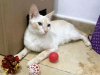 Coca, Karina, Yoana und Hugo, 2-4 Jahre jung