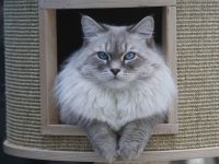 Neva Masquarade, reinrassiger Deckkater Leo-Mars mit Stammbaum.