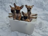 Reinrassige Chihuahua welpen suchen ein Zuhause.