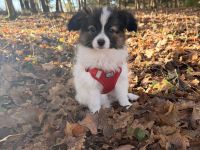 12 Wochen alter Papillon Rüde