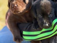 Reinrassige Labrador Welpen schwarz & braun suchen liebevolles Zuhause