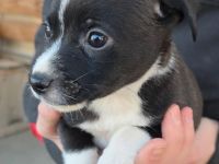 Spitz x Border Collie Hybrid Welpen suchen Betätigungsfeld