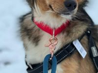 Haily auf Pflegestelle in 33415 Verl sucht ihr Für-immer-Zuhause