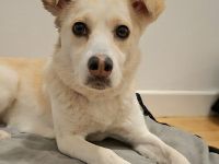 Snowy auf Pflegestelle in 55411 Bingen sucht ihr Für-immer-Zuhause