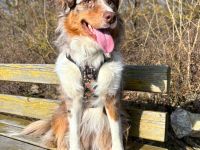 Holly in 97941 Tauberbischofsheim sucht ihr Für-immer-Zuhause