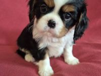 Cavalier King Charles Spaniel Welpen aus seriöser Zucht mit Ahnentafel