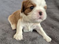 Cavalier King Charles Spaniel Welpen aus seriöser Zucht mit Ahnentafel