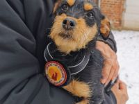 Chip wartet schon auf dich