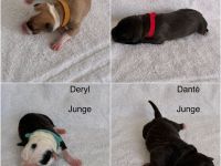 American Bulldog Welpe