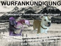 Wurfankündigung Amerikanische Bulldogge
