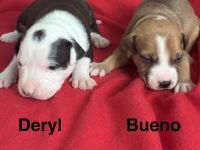 American Bulldog Welpe