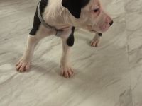Amerikanische Bulldogge Welpen