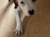 Amerikanische Bulldogge Welpen