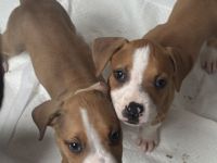 Amerikanische Bulldogge Welpen