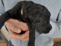 Kerry Blue Terrier Welpen