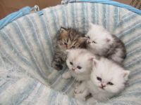 Knuddeliges Kätzchen British Langhaar abzugeben