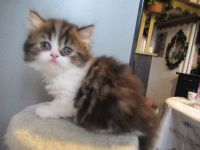 Knuddeliges Kätzchen British Langhaar abzugeben