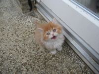 Knuddeliges Kätzchen British Langhaar abzugeben