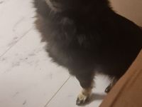 Bezaubernder Zwergspitz (Pomeranian) in liebevolle Hände abzugeben