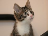 Phipps: Dein persönlicher Sonnenschein für graue Tage.