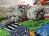 Deckkater Black Silver Tabby Classic