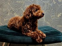 Toy pudel rot Braun